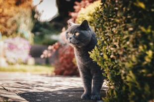 灰猫藏身绿植旁