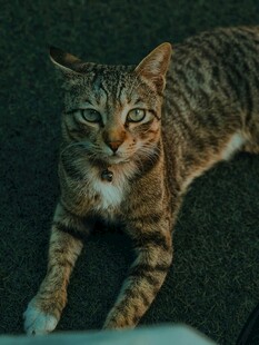 趴着的斑纹猫咪
