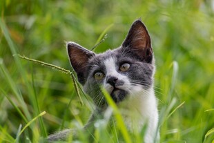 草地上的可爱猫咪