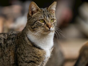 斑纹猫咪侧头凝视瞬间
