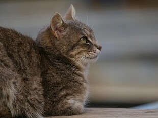 侧卧凝视的灰毛猫咪