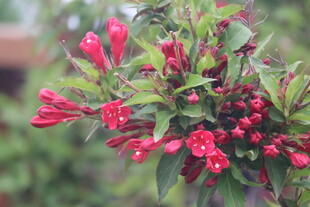 锦带花
