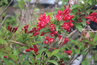 锦带花
