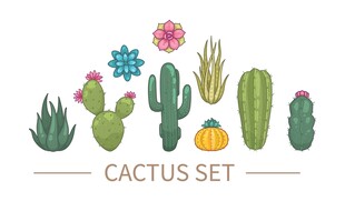 仙人掌植物集合