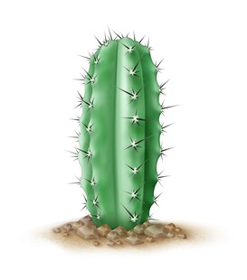 直立仙人掌插画