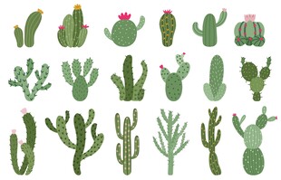 多样仙人掌植物插画