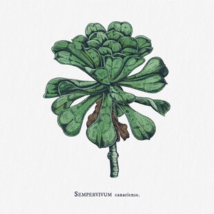 多肉植物手绘插画