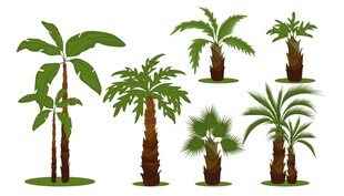 多样棕榈树植物集合