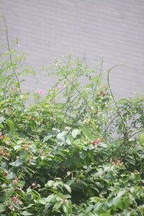 绿叶繁茂的植物景观