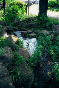 林间潺潺溪流与绿植景观