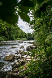 溪边绿意盎然的自然景致