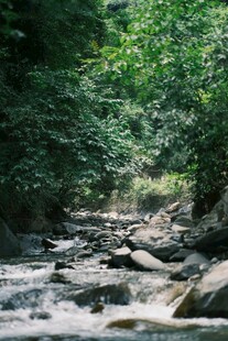 山间溪流穿行于繁茂树林