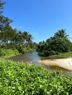 河畔绿植环绕的自然美景