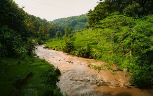 山间溪流穿翠林