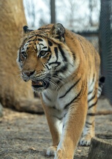 行走的斑斓猛虎