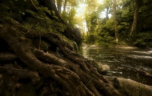 阳光洒落的幽森林间小径