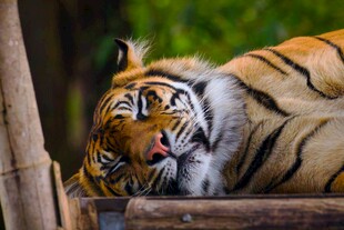 慵懒老虎惬意趴卧