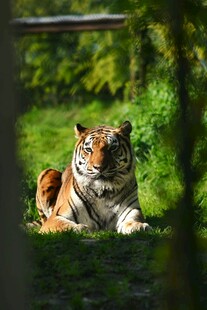 草地上休憩的斑斓猛虎