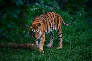 森林中行走的斑斓猛虎