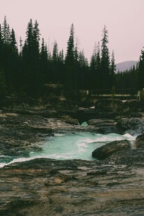 山间溪流旁的茂密松林