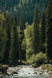 山间溪流旁的茂密森林