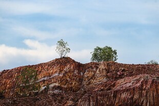 红土山丘上的两棵孤树