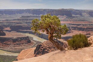 悬崖孤树俯瞰壮丽峡谷