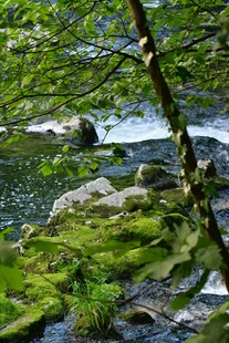 溪边青苔覆石的自然景致