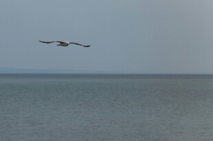 海鸥
