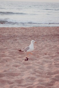海鸥
