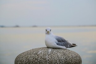 海鸥