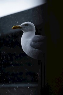 海鸥