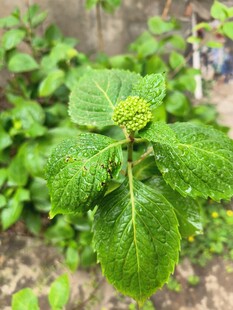 嫩绿叶片与花苞植物特写