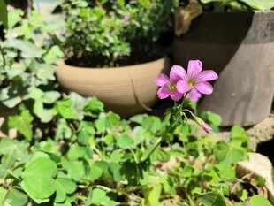 花盆边绽放的娇艳小花
