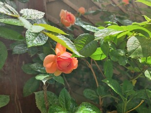 娇艳绽放的橙红色花朵