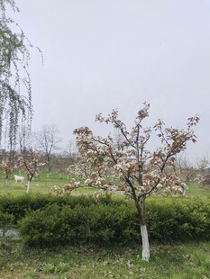 梨花