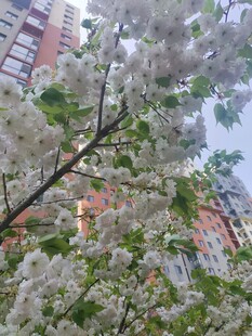 樱花