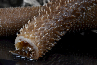 带刺的奇特海洋生物