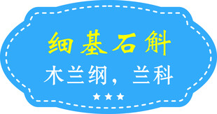 细基石斛