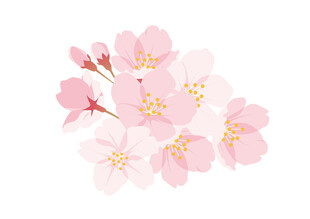 粉嫩樱花绽放
