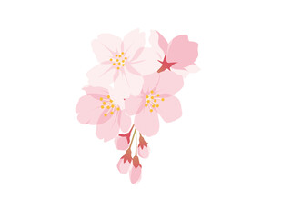 粉色樱花花朵特写