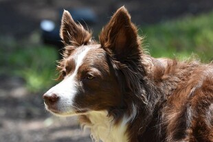 牧羊犬