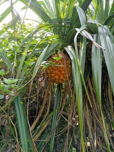 露兜树