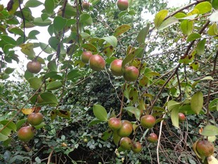 山茶果 果树 