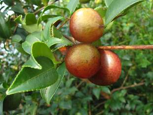 山茶果 果树 