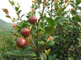 山茶果 果树 