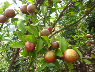 山茶果 果树 