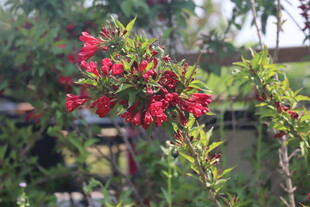 锦带花