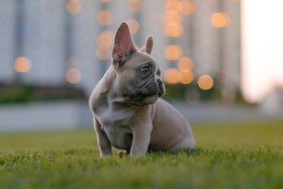 草地上的可爱法国斗牛犬