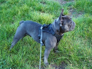 草地上的帅气灰色斗牛犬